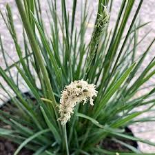 Attēlu rezultāti vaicājumam “Sesleria caerulea leaf”