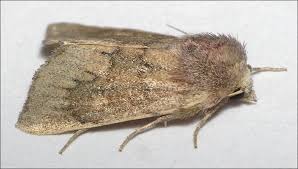 Attēlu rezultāti vaicājumam “Chortodes fluxa”