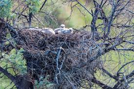 Attēlu rezultāti vaicājumam “Buteo buteo nest”