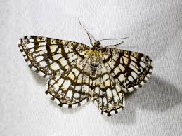 Attēlu rezultāti vaicājumam “Chiasmia clathrata”