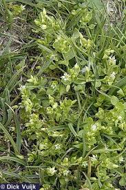 Attēlu rezultāti vaicājumam “Stellaria crassifolia”