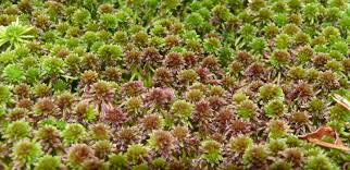 Attēlu rezultāti vaicājumam “Sphagnum capillifolium”