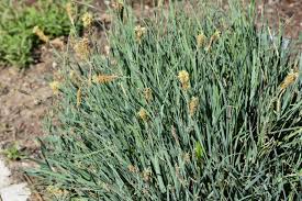 Attēlu rezultāti vaicājumam “Carex panicea”