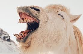 Image result for funniest picture ever