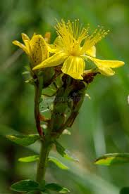 Attēlu rezultāti vaicājumam “Hypericum maculatum flower”
