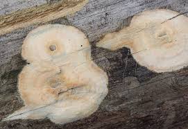 Attēlu rezultāti vaicājumam “Phlebiopsis gigantea”