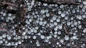 Attēlu rezultāti vaicājumam “Lasiosphaeria ovina”