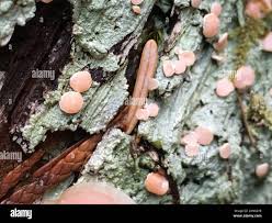 Attēlu rezultāti vaicājumam “Icmadophila ericetorum”