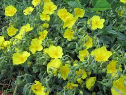 Attēlu rezultāti vaicājumam “Helianthemum nummularium fruit”