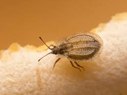 Attēlu rezultāti vaicājumam “Acalypta carinata”