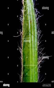 Attēlu rezultāti vaicājumam “Luzula luzuloides leaf”