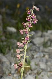 Attēlu rezultāti vaicājumam “Epipactis atrorubens leaf”