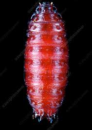 Attēlu rezultāti vaicājumam “pupa”