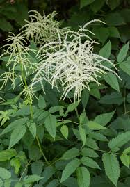 Image result for Aruncus dioicus
