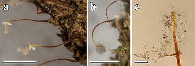 Attēlu rezultāti vaicājumam “Physarum penetrale”