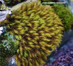 Attēlu rezultāti vaicājumam “Paraleucobryum longifolium”