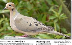 Image result for Zenaida macroura