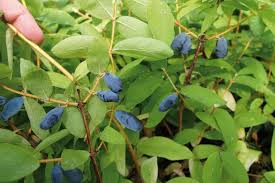 Attēlu rezultāti vaicājumam “Lonicera caerulea var. pallasii”