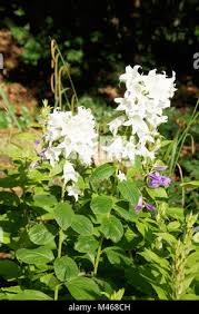Attēlu rezultāti vaicājumam “Campanula latifolia leaf”