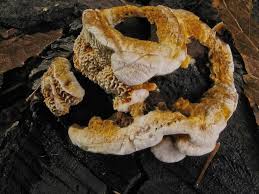 Attēlu rezultāti vaicājumam “Gloeophyllum trabeum”