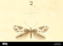 Attēlu rezultāti vaicājumam “Cephaloziella elachista”