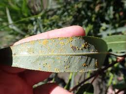 Attēlu rezultāti vaicājumam “Melampsora epitea”