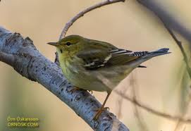 Image result for Dendroica striata