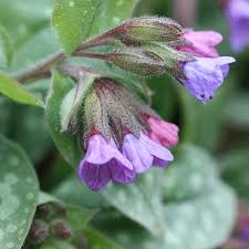 Attēlu rezultāti vaicājumam “Pulmonaria saccharata”