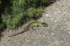 Attēlu rezultāti vaicājumam “Lacerta agilis male”