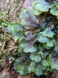 Attēlu rezultāti vaicājumam “Pellia neesiana”