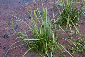 Attēlu rezultāti vaicājumam “Juncaginaceae”