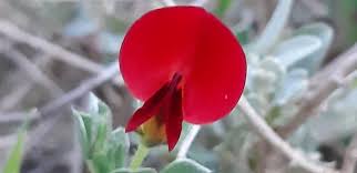 Image result for Lotus tetragonolobus