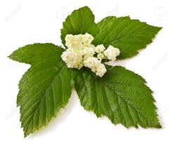 Attēlu rezultāti vaicājumam “Filipendula ulmaria  leaf”