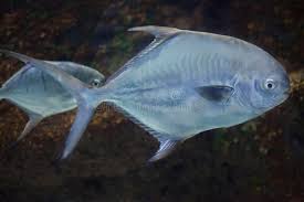 Image result for Trachinotus falcatus