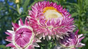 Image result for Strohblume