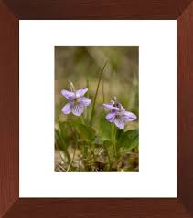 Attēlu rezultāti vaicājumam “Viola rupestris bud”
