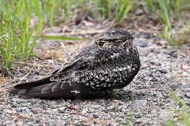 Image result for Chordeiles minor