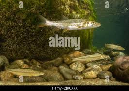 Image result for Ptychocheilus grandis