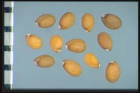 Attēlu rezultāti vaicājumam “Diplotaxis muralis fruit”