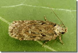 Attēlu rezultāti vaicājumam “Depressaria olerella imago”