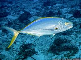 Image result for Caranx bartholomaei