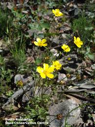Attēlu rezultāti vaicājumam “Ranunculus flammula fruit”