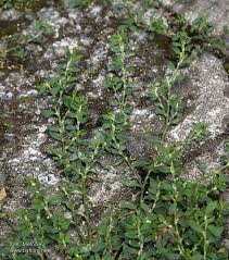 Attēlu rezultāti vaicājumam “Polygonum arenastrum leaf”