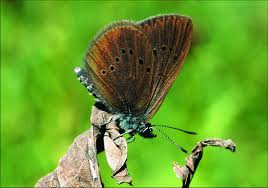 Attēlu rezultāti vaicājumam “Maculinea teleius underside”