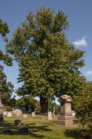 Attēlu rezultāti vaicājumam “Acer saccharinum”