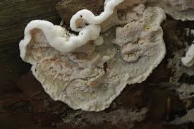 Attēlu rezultāti vaicājumam “Skeletocutis amorpha”