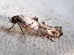 Attēlu rezultāti vaicājumam “Epermenia falciformis”