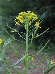 Attēlu rezultāti vaicājumam “Erysimum cheiranthoides leaf”