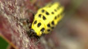 Attēlu rezultāti vaicājumam “Psyllobora vigintiduopunctata larva”