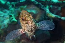 Image result for Cephalopholis cruentata